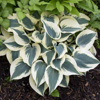 Blue Ivory Hosta