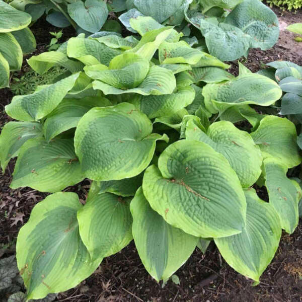 Twin Cities Hosta