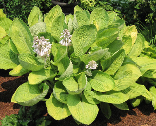 World Cup Hosta